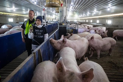 Police remove protesters from barn at B.C. farm allegedly shown in PETA video | iNFOnews.ca