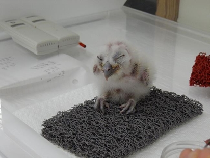 B.C. spotted owl breeders hoping for new chicks as fertile eggs ready to hatch | iNFOnews.ca