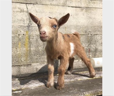 Baby goat stolen during snuggle event at Vancouver Island farm | iNFOnews.ca