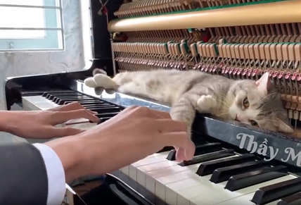 TRENDING NOW: Piano gives cat a massage | iNFOnews.ca