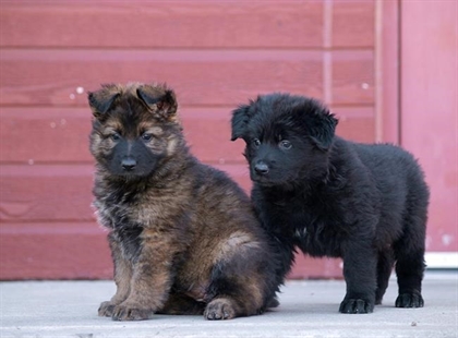 Milly, Makwa and Moose: Kids choose names for puppies at RCMP training centre | iNFOnews.ca