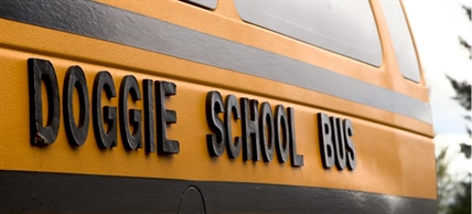 TRENDING NOW: Driving a busload of dogs | iNFOnews.ca