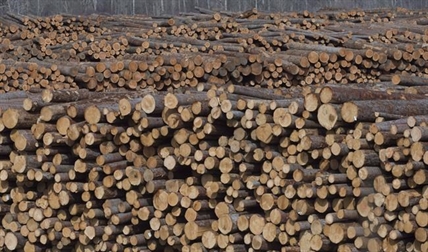 Log costs, wildfires cited in decision to close sawmill in Quesnel, B.C. | iNFOnews.ca Log costs, wildfires cited in decision to close sawmill in Quesnel, B.C. | iNFOnews.ca