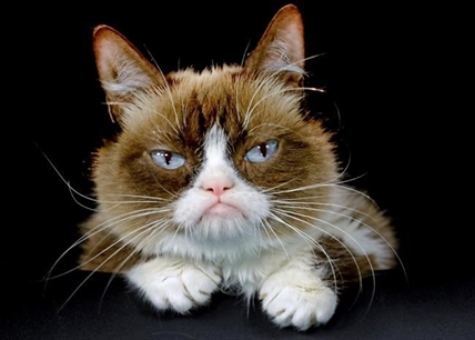 Internet sensation Grumpy Cat has died at age 7 | iNFOnews.ca