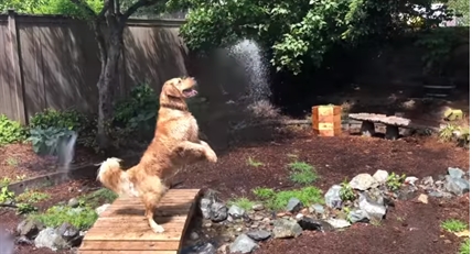 TRENDING NOW: Dogs jump for joy and a garden hose | iNFOnews.ca