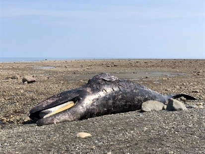 Fifth grey whale found dead on B.C. coast, DFO studying link with U.S. deaths | iNFOnews.ca Fifth grey whale found dead on B.C. coast, DFO studying link with U.S. deaths | iNFOnews.ca