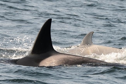 Rare white young killer whale swimming off the B.C. coast | iNFOnews.ca
