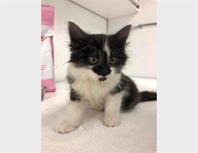 Kitten survives in zipped shaving bag found in Victoria trash can | iNFOnews.ca Kitten survives in zipped shaving bag found in Victoria trash can | iNFOnews.ca