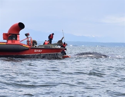 DFO investigates sixth dead grey whale found off British Columbia coast | iNFOnews.ca