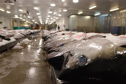 'Pretty consistent:' Study says animal abundance in seas drops as climate warms | iNFOnews.ca