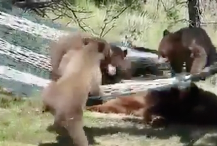 TRENDING NOW: Three bears find a hammock that's too small | iNFOnews.ca