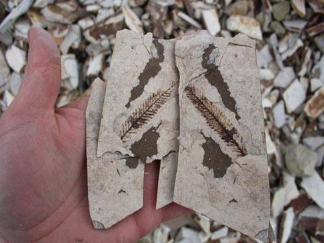 Diverse fossil site near Kamloops reopens to the public after 7 year hiatus | iNFOnews.ca Diverse fossil site near Kamloops reopens to the public after 7 year hiatus | iNFOnews.ca