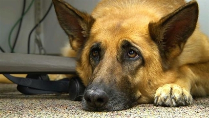 Scientists take a peek behind those sad puppy dog eyes | iNFOnews.ca
