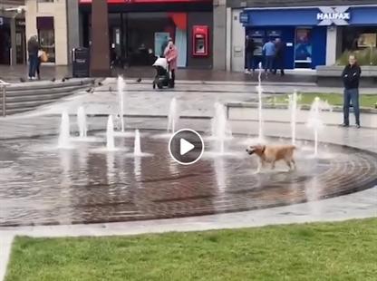 TRENDING NOW: Check out the happiest dog you'll see today | iNFOnews.ca