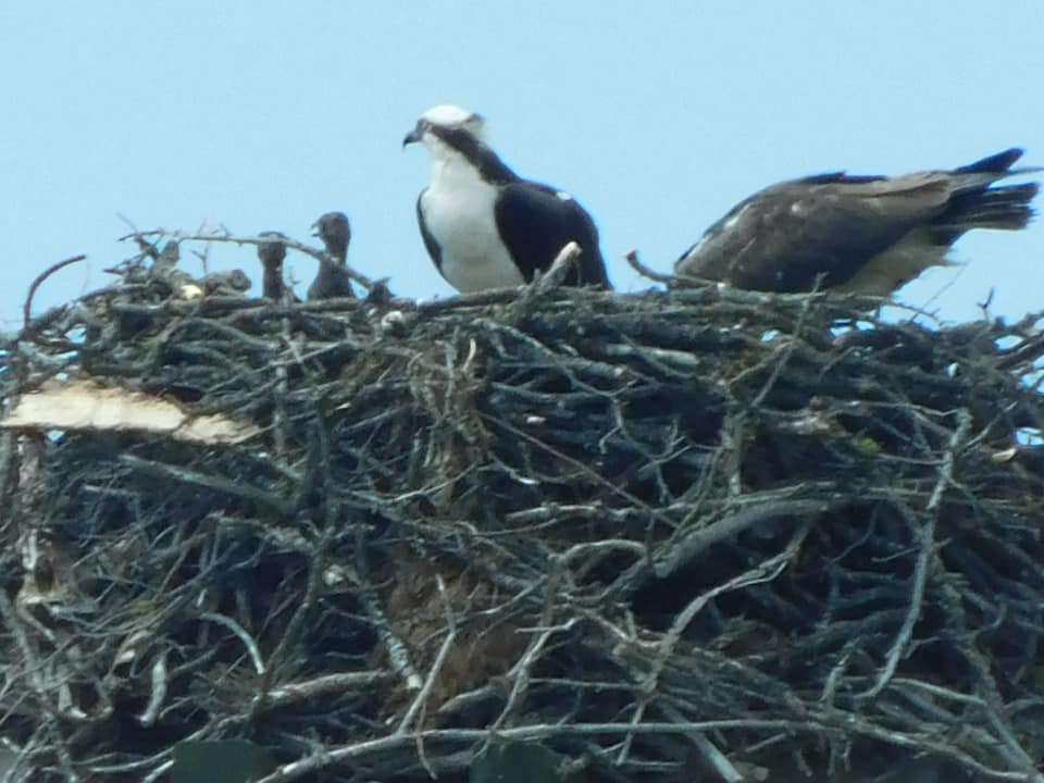 iN PHOTOS: Lake Country osprey chicks peek their heads out | iNFOnews.ca iN PHOTOS: Lake Country osprey chicks peek their heads out | iNFOnews.ca
