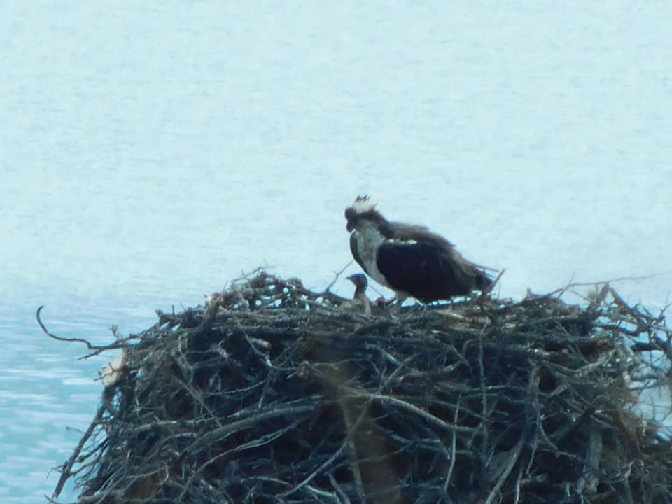 iN PHOTOS: Lake Country osprey chicks peek their heads out | iNFOnews.ca iN PHOTOS: Lake Country osprey chicks peek their heads out | iNFOnews.ca