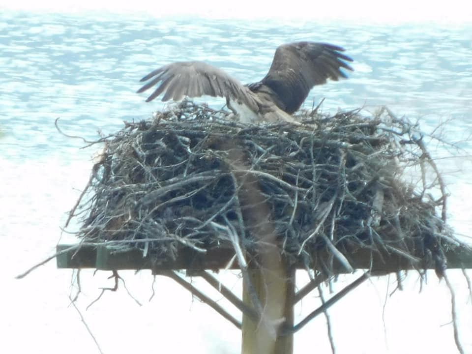 iN PHOTOS: Lake Country osprey chicks peek their heads out | iNFOnews.ca iN PHOTOS: Lake Country osprey chicks peek their heads out | iNFOnews.ca