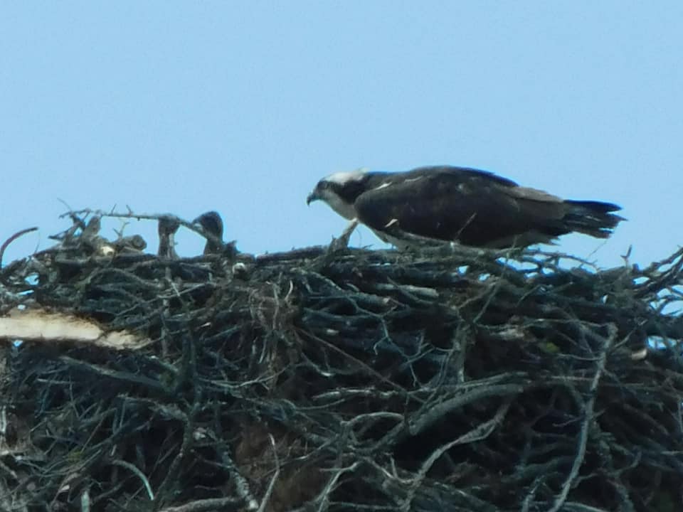 iN PHOTOS: Lake Country osprey chicks peek their heads out | iNFOnews.ca iN PHOTOS: Lake Country osprey chicks peek their heads out | iNFOnews.ca