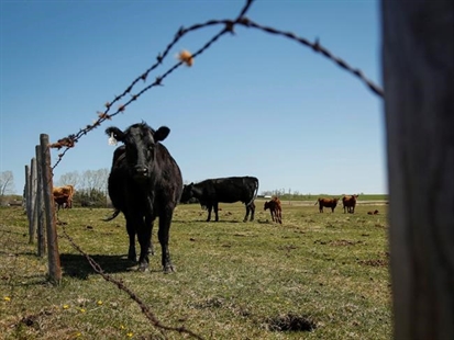 China asks for suspension of Canadian meat, citing forged certificates | iNFOnews.ca China asks for suspension of Canadian meat, citing forged certificates | iNFOnews.ca