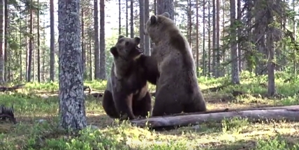 TRENDING NOW: Bear vs. Bear | iNFOnews.ca TRENDING NOW: Bear vs. Bear | iNFOnews.ca