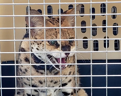Exotic cats kept in dark, dirty trailers seized from B.C. breeder | iNFOnews.ca Exotic cats kept in dark, dirty trailers seized from B.C. breeder | iNFOnews.ca