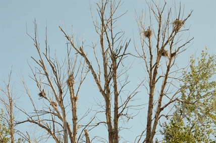 iN PHOTOS: Vernon heronry protector worried for at-risk birds after development approval | iNFOnews.ca