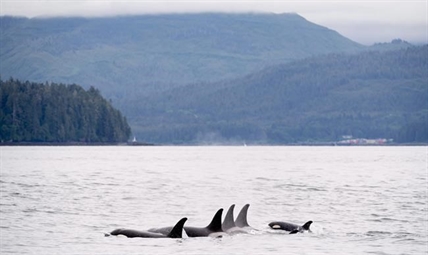 Two Southern resident killer whales missing as experts fear for the population | iNFOnews.ca
