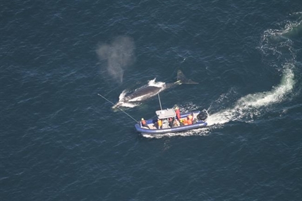 One of three entangled North Atlantic right whales may be on its way to freedom | iNFOnews.ca