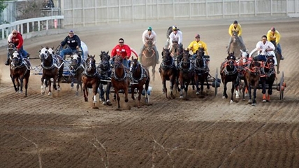 Third horse dies at Stampede chuckwagon races; driver fined, disqualified | iNFOnews.ca Third horse dies at Stampede chuckwagon races; driver fined, disqualified | iNFOnews.ca
