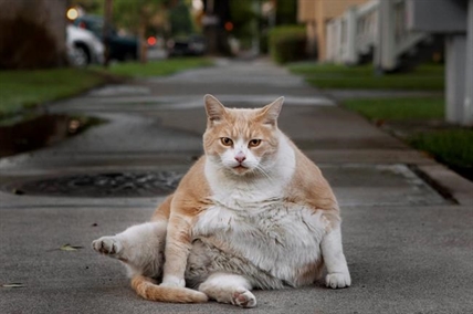Fat cats? New study shows cats' heaviest weight higher now than in 1990s | iNFOnews.ca