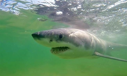 Off Canada's East Coast, a hunt to detect 'beautiful' great white sharks | iNFOnews.ca
