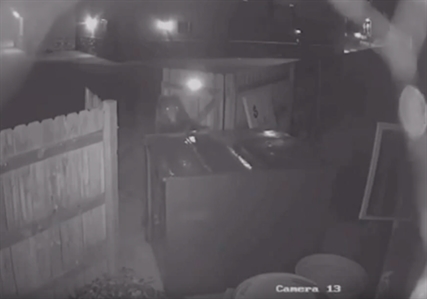 TRENDING NOW: Bear steals dumpster, like the whole dumpster | iNFOnews.ca