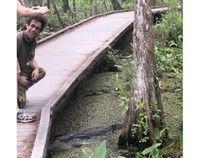 TRENDING NOW: Guy drops his phone next to alligator | iNFOnews.ca