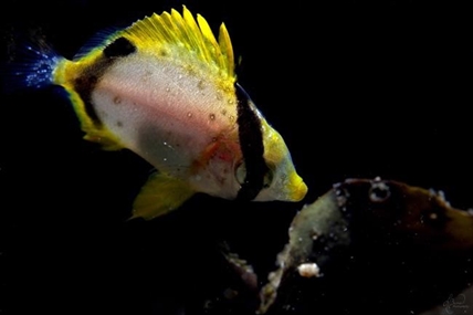 Scientist says tropical fish documented by diver signal warming Atlantic waters | iNFOnews.ca