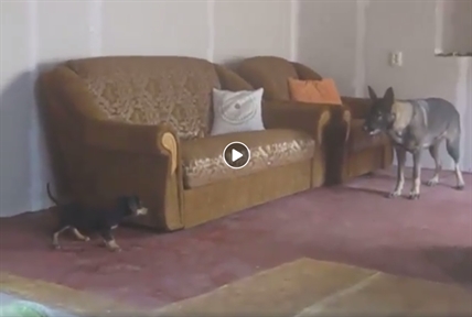 TRENDING NOW: Most adorable round of dog hide-and-seek, ever | iNFOnews.ca