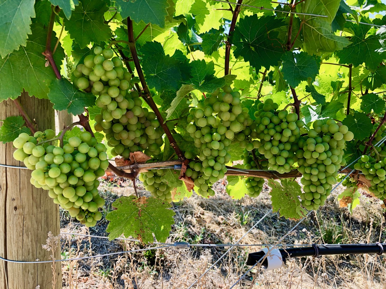 iN WINE Wednesday: Nagging Doubt Winery Siegerrebe | iNFOnews.ca