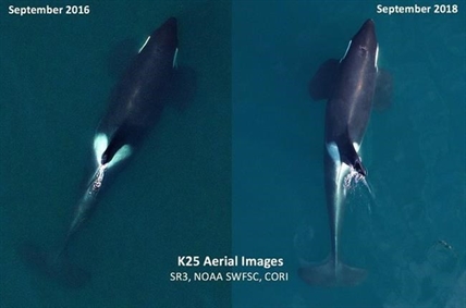 Three southern resident killer whales declared dead plunging population to 73 | iNFOnews.ca