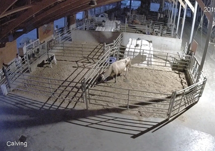 B.C. Mounties search for pair in 'bloody' arrow-death of dairy calf | iNFOnews.ca