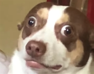 TRENDING NOW: Meet Mr. Bubz | iNFOnews.ca