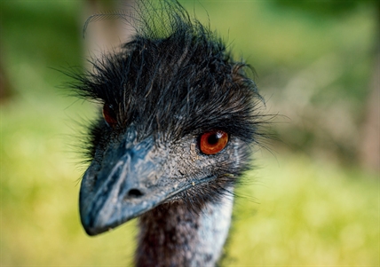 B.C. police say safety forced them to use a conducted energy weapon on an emu | iNFOnews.ca B.C. police say safety forced them to use a conducted energy weapon on an emu | iNFOnews.ca