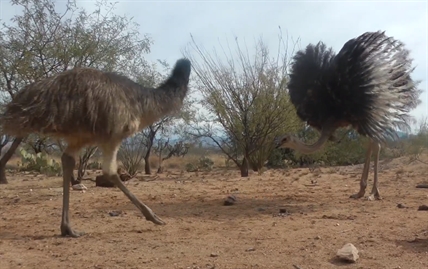 Emus vs. Weasel Ball | iNFOnews.ca