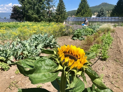 iN VIDEO: O'Rourke Peak Cellars serves up garden to table cuisine | iNFOnews.ca