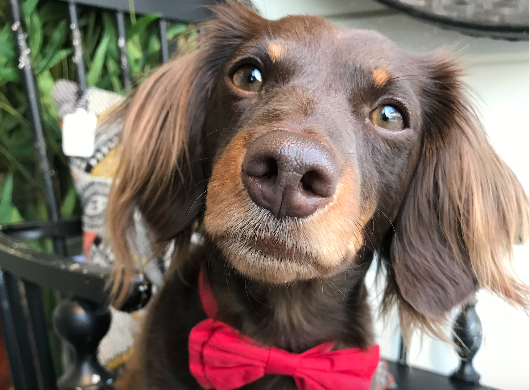 Beloved Kamloops store mascot battling aggressive cancer | iNFOnews.ca Beloved Kamloops store mascot battling aggressive cancer | iNFOnews.ca