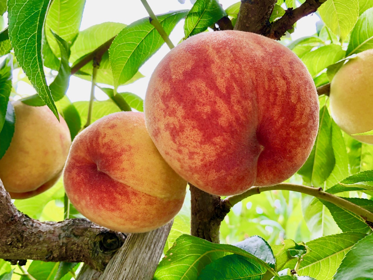 iN Season: A very peachy peach pie | iNFOnews.ca