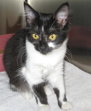 Looking for a forever home, Vernon SPCA pets of the week | iNFOnews.ca Looking for a forever home, Vernon SPCA pets of the week | iNFOnews.ca