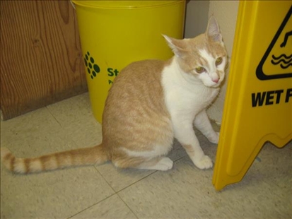 Looking for a forever home, Vernon SPCA pets of the week | iNFOnews.ca Looking for a forever home, Vernon SPCA pets of the week | iNFOnews.ca