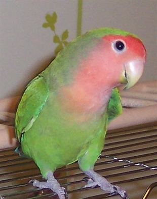 Looking for a forever home, Penticton SPCA Pet of the Week | iNFOnews.ca