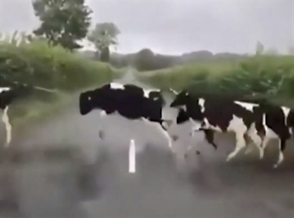 TRENDING NOW: Cows jump over white line in middle of road | iNFOnews.ca