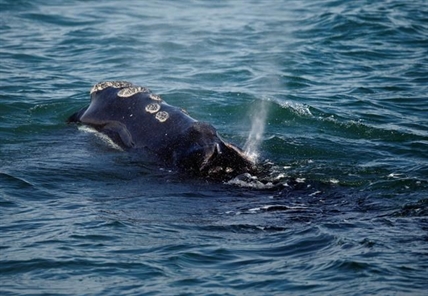 Slow response to right whale plight could have impact on Canadian fisheries | iNFOnews.ca