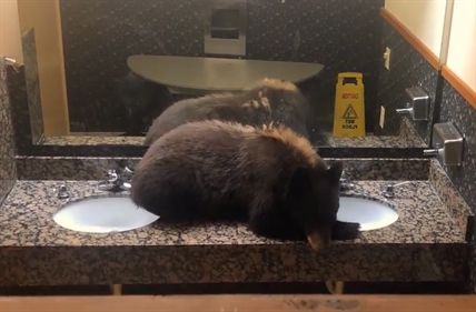TRENDING NOW: Sleepy bear has nap on washroom sinks | iNFOnews.ca